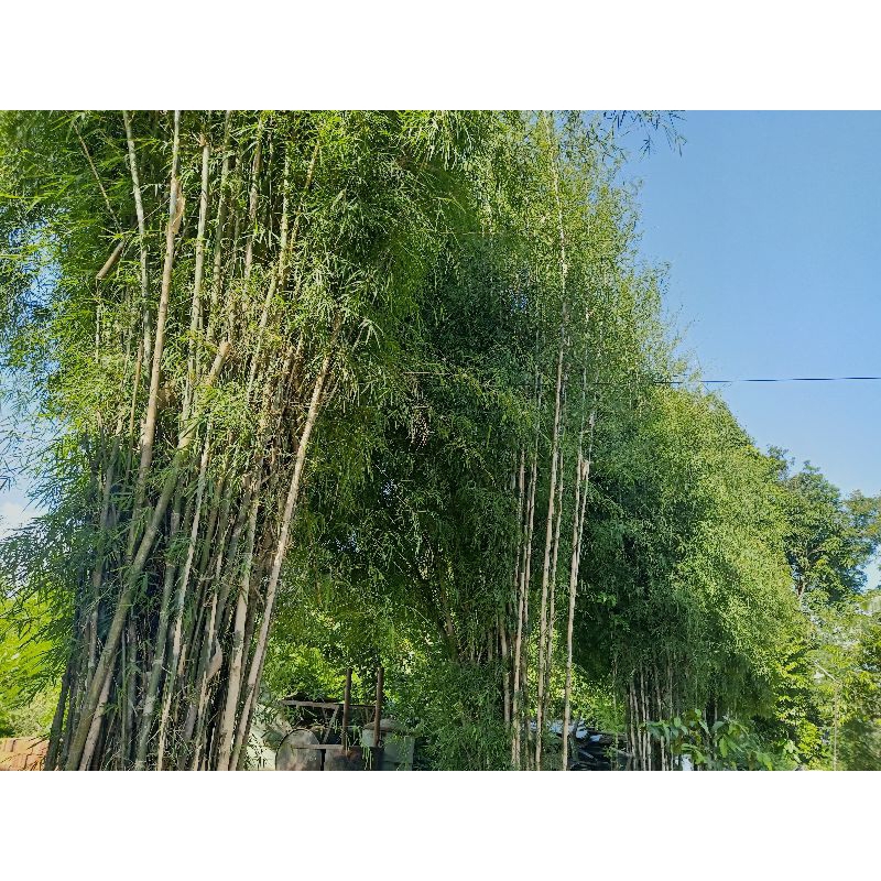 bambu jepang harga per batang