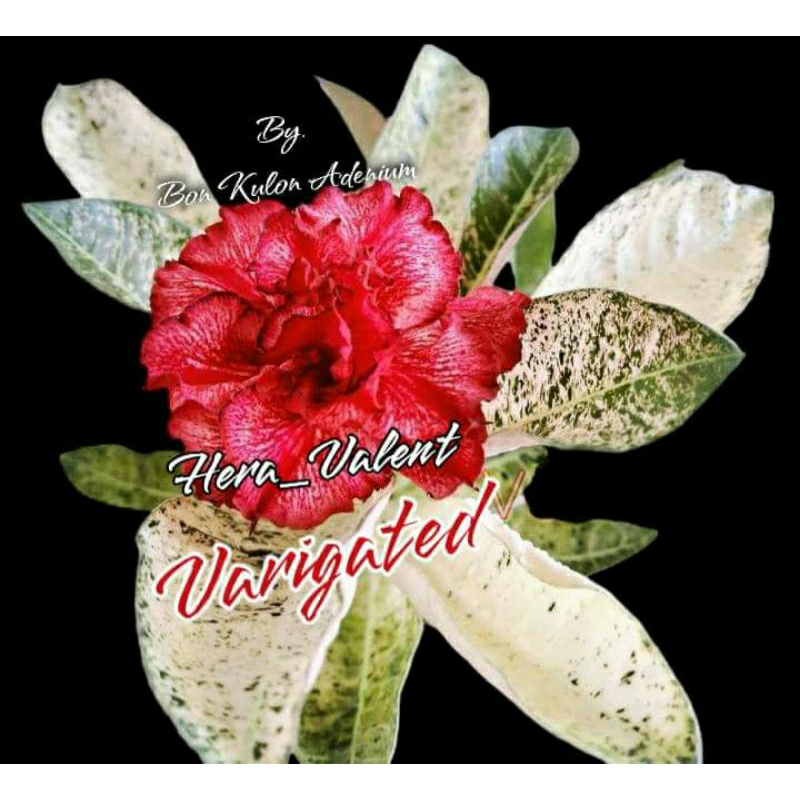 Adenium Varigata Bunga Tumpuk Hera