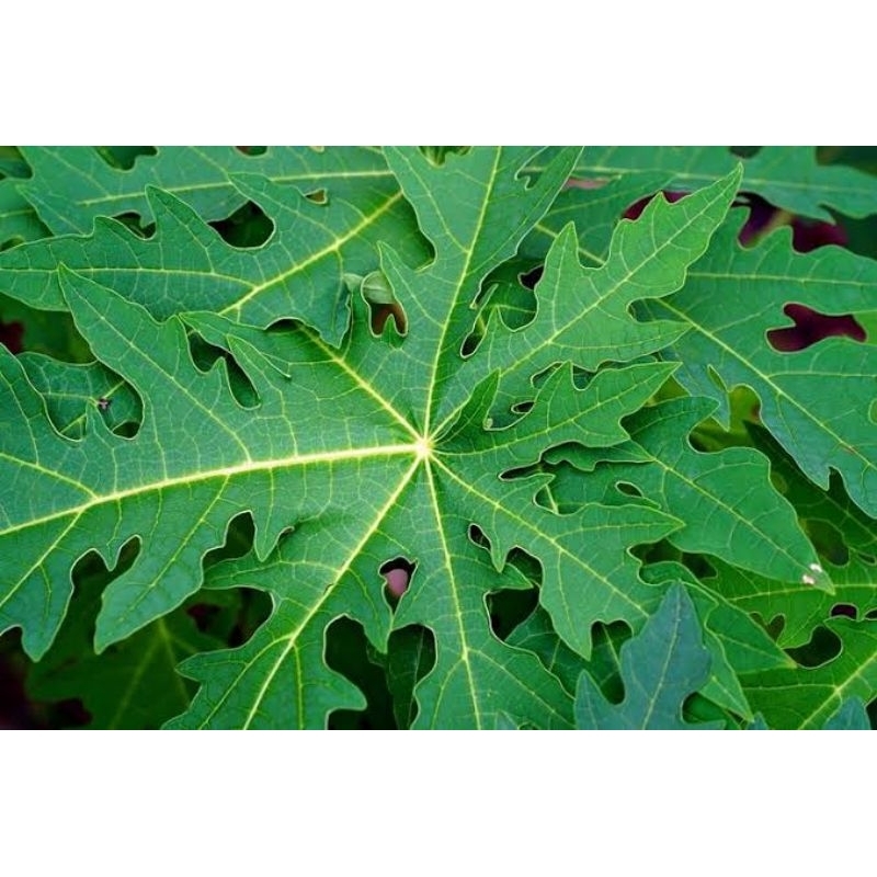 

perbatang DAUN PEPAYA