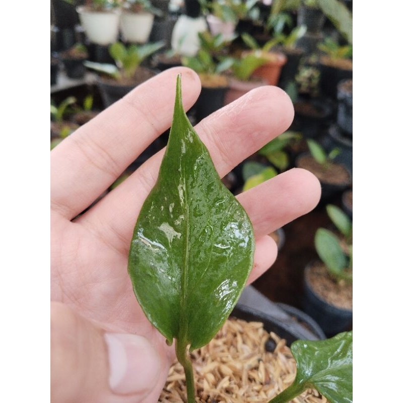 anthurium corong x jemani ( koleksian) mutasi an