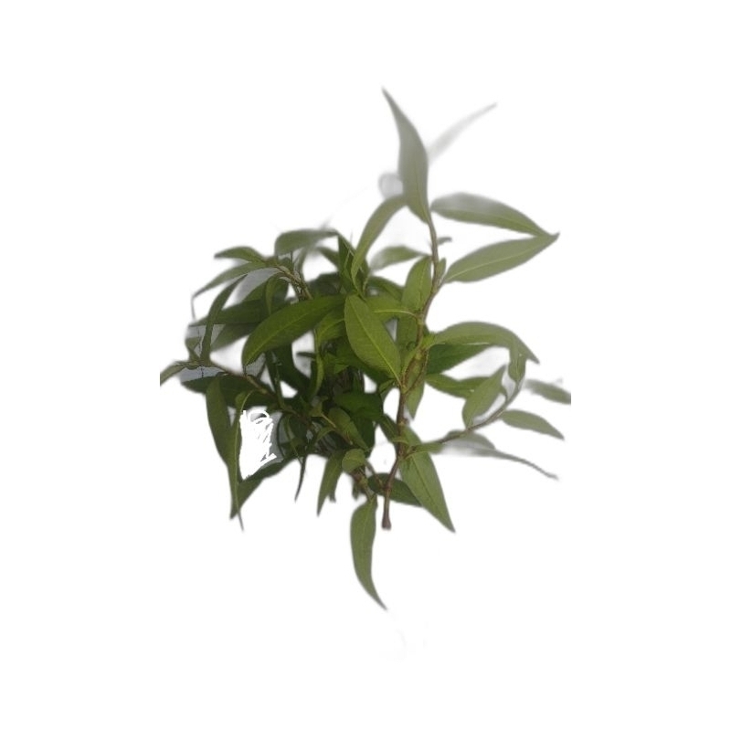 

Daun Kesum Segar / Daun Laksa/Vietnam mint 150 gram/Murah