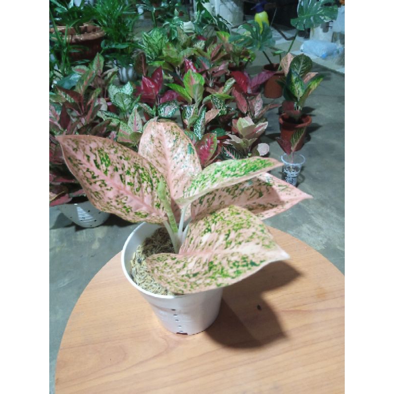 Aglonema Stardas orange