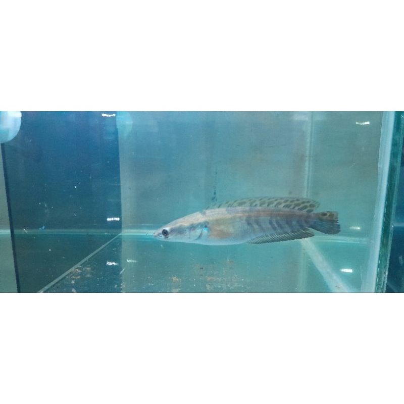 chana red barito batik