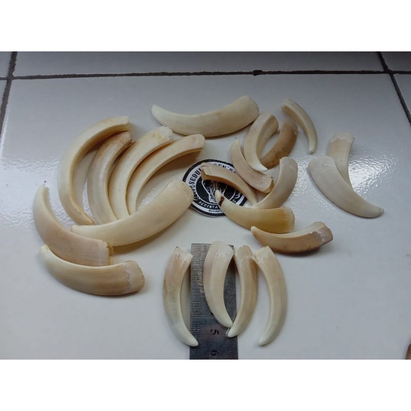 Bahan Kalung taring babi mini asli