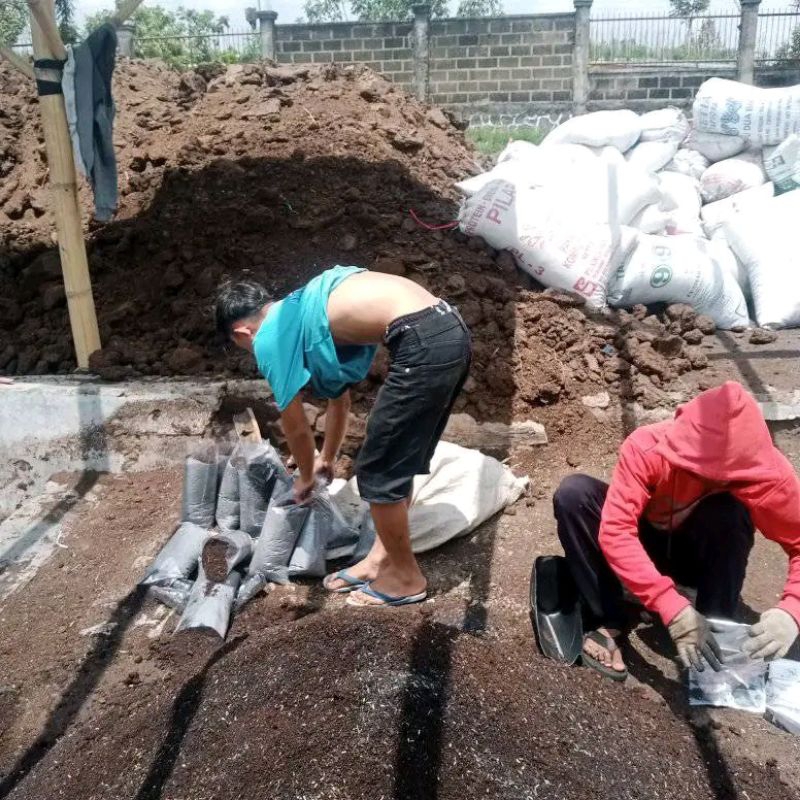 Pupuk Organik Kohe Sapi