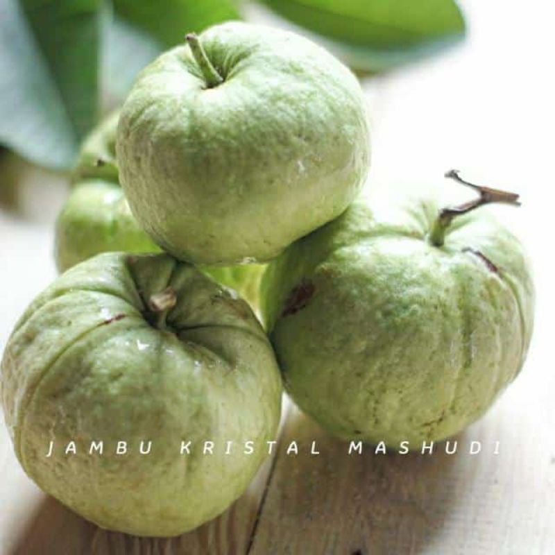 

PROMO Jambu KRISTAL super ori 1 kg