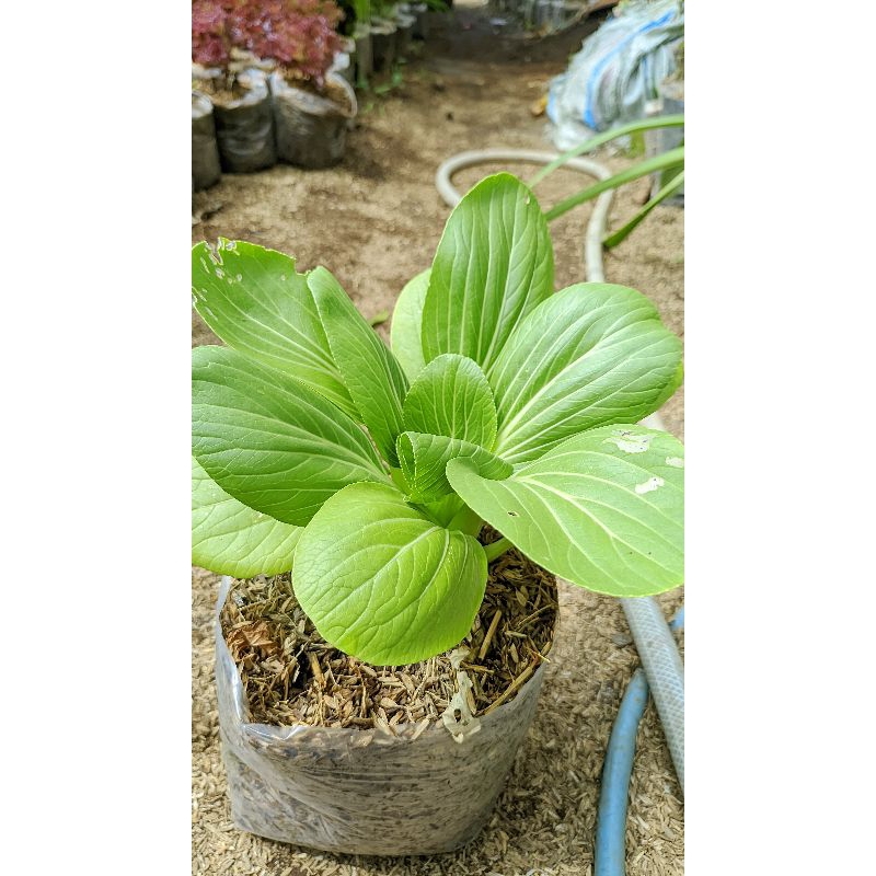 sawi pakcoy