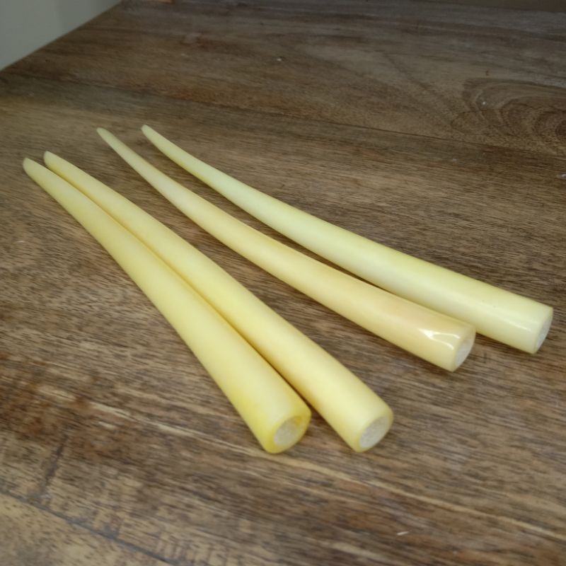 

sed0tan tulang sapi panjang 14 15cm