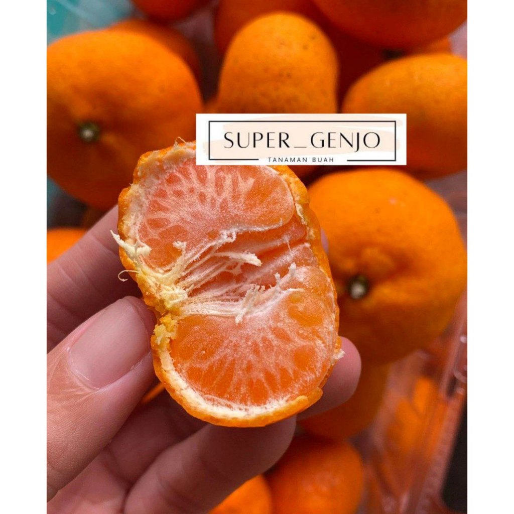 Sekar_Jenaka Bibit Jeruk Santang Madu Cepat Berbuah Ukuran Besar