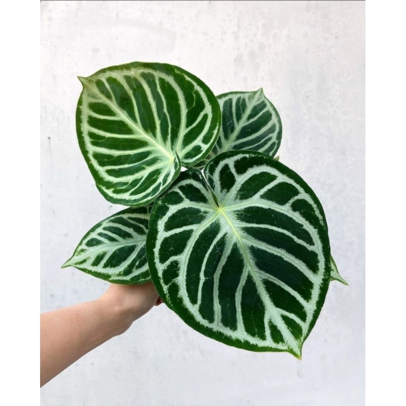 Tanaman Hias Anthurium Dorayaki Silver Blush - Anturium Dorayaki