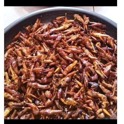 

Belalang Goreng 1kg Bumbu Gurih Renyah - Belalang Goreng