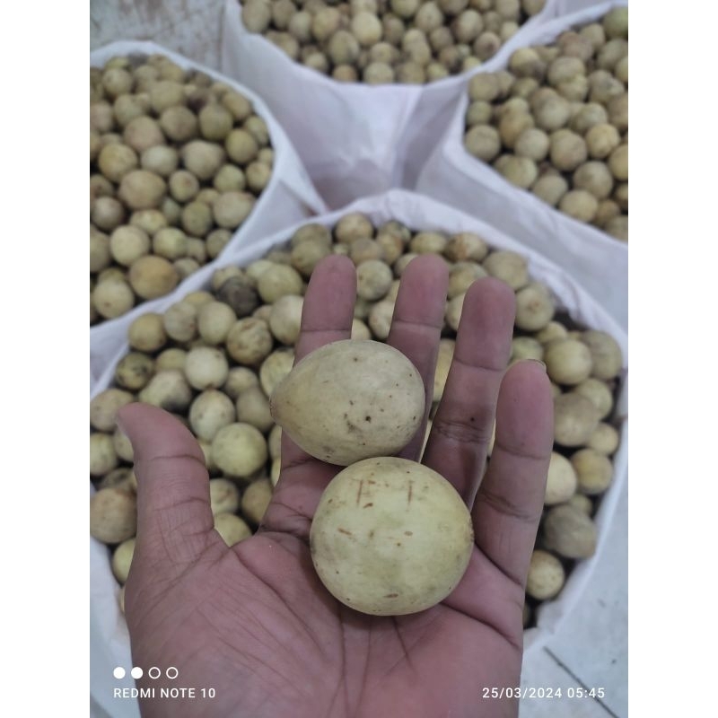 Duku palembang besar dan manis 1kg