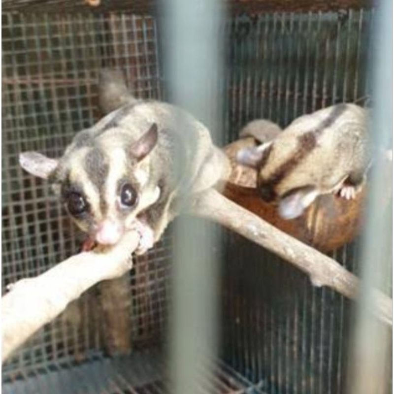 Sugar Glider Sepasang plus anak 1