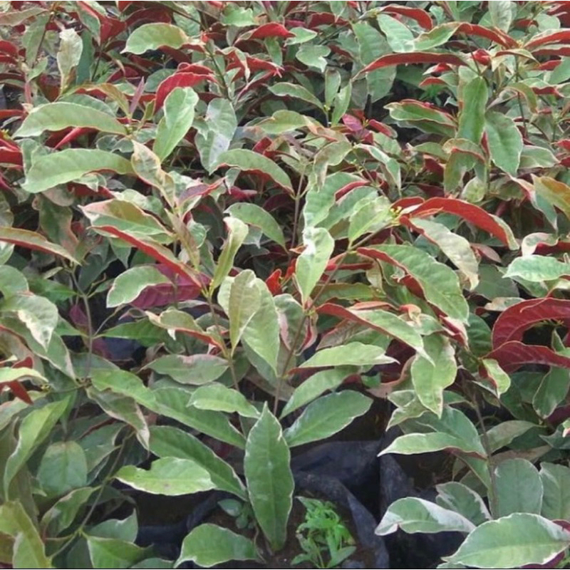 tanaman hias sambang darah/ ukuran 30-40cm
