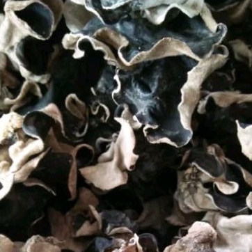 

JAMUR KUPING KERING SUPER GRADE 100grm