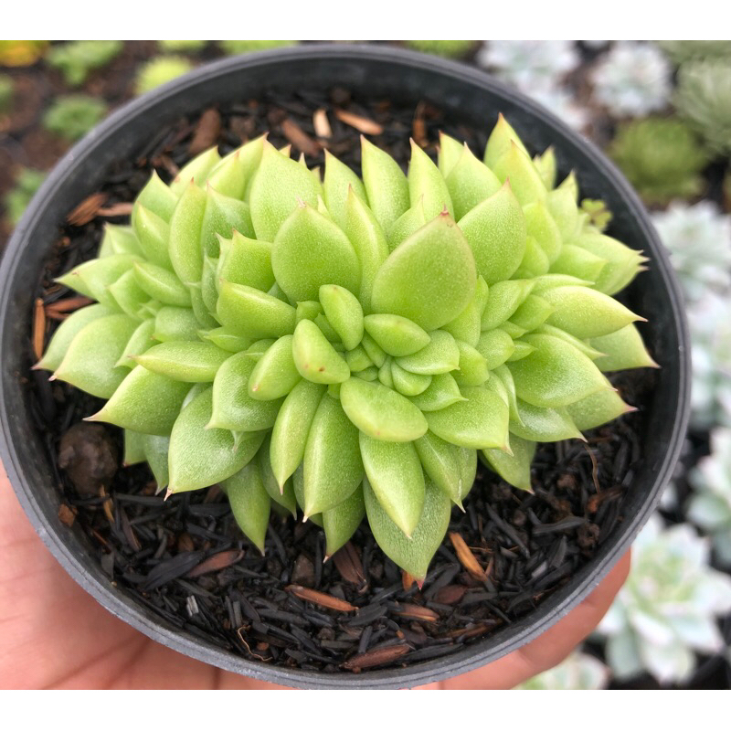 echeveria gilva cristata