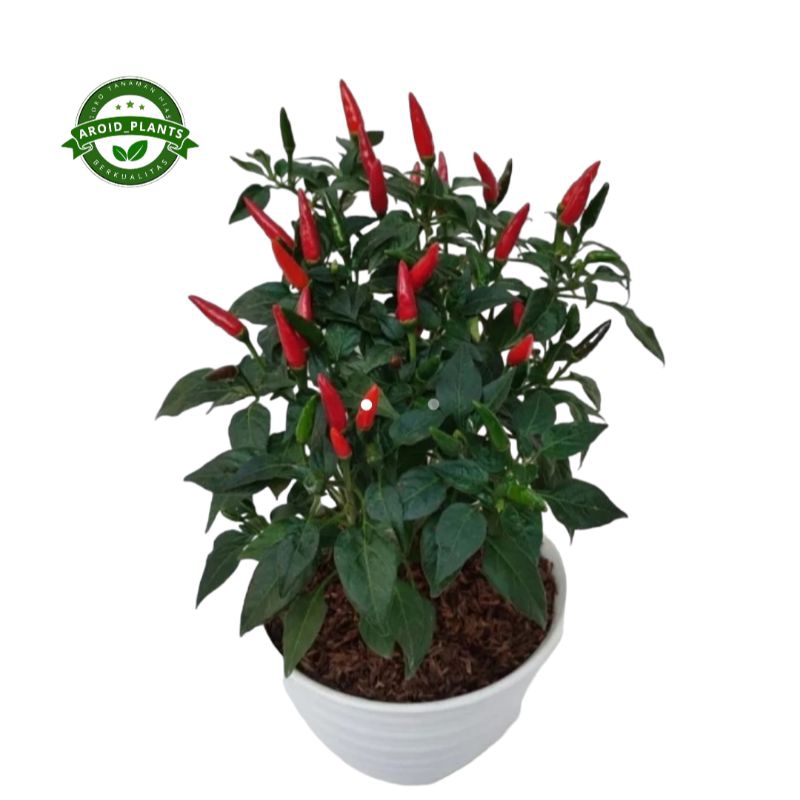 Tanaman Cabai Rawit Merah - Pohon Cabai Rawit Merah Bibit