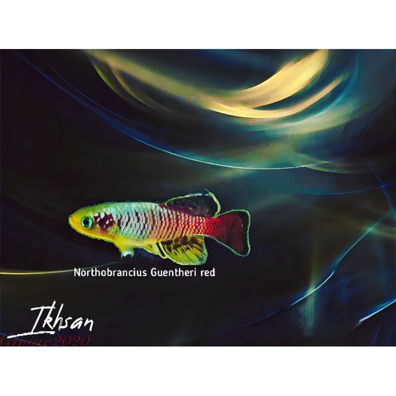 telur killifish Northobrancius Guentheri Red Isi 70 butir .