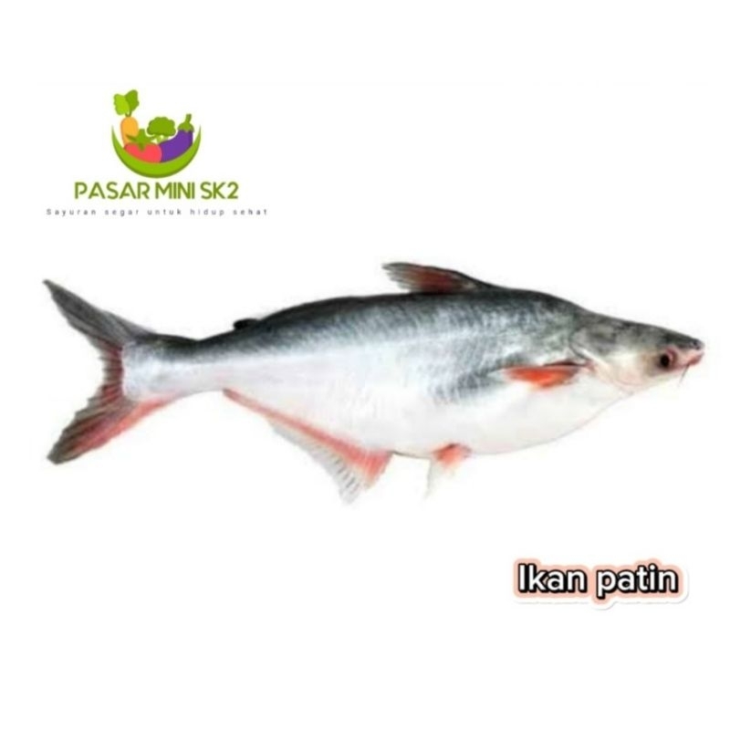 

Ikan patin 1kg