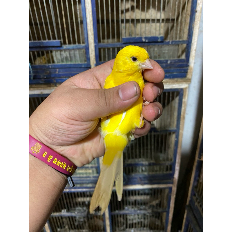 kenari loper gacoran (body big)