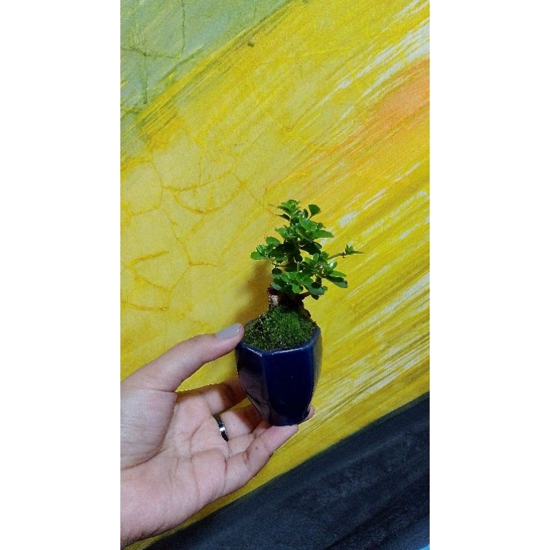 BONSAI SANCANG SIAP PAJANG