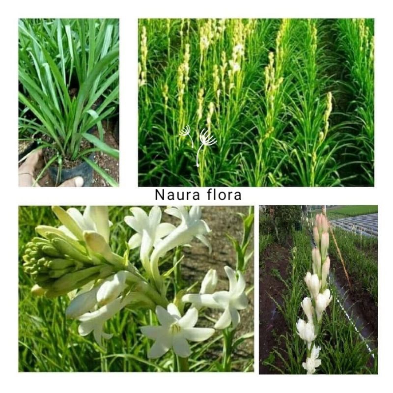 Tanaman bunga sedap malam rimbun - pohon bunga sedap malam rimbun