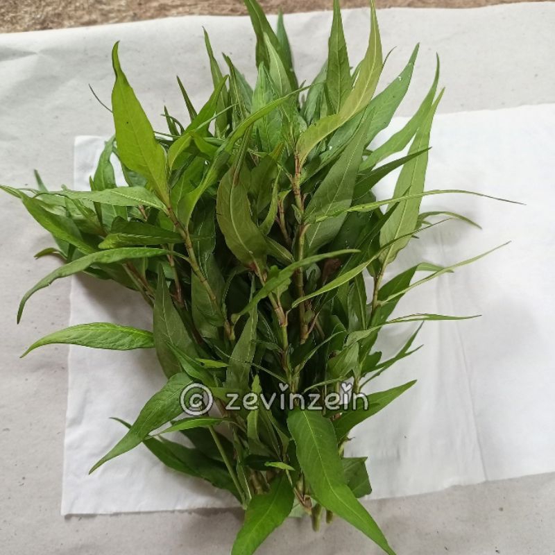 

Daun Kesum Segar