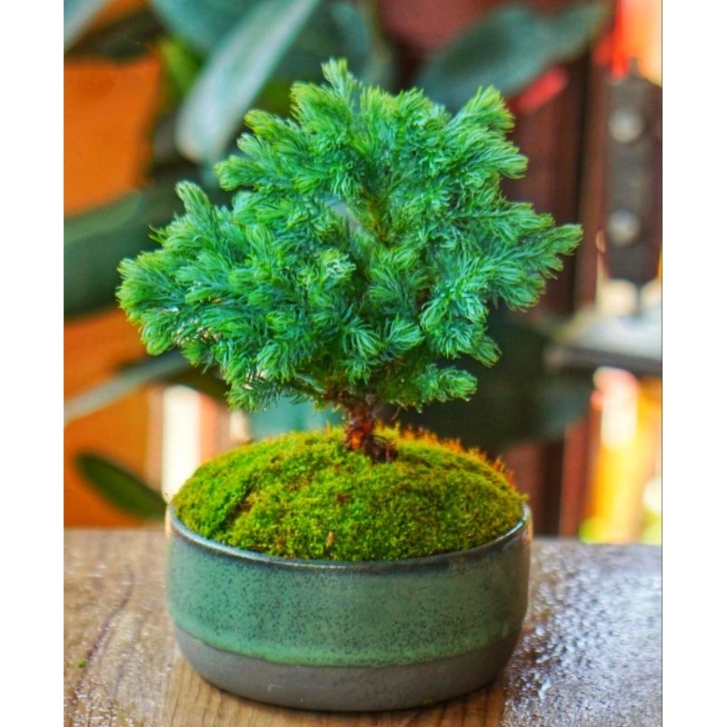 Bonsai Mini Cemara Blue moss Cypress Lawson's Pine  / tanaman cemara biru/ tanaman cemara mini/cemar