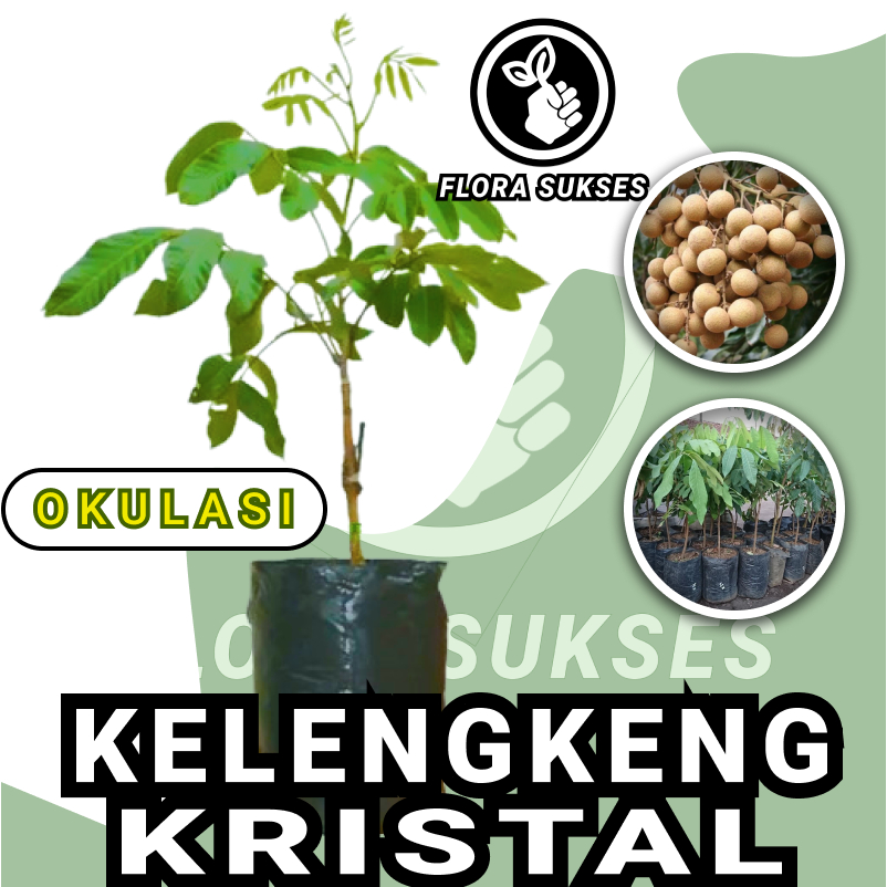 Bibit Tanaman Lengkeng New Kristal Okulasi Bibit Lengkeng Super Kelengkeng
