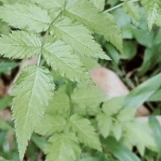 bibit buah arben hutan