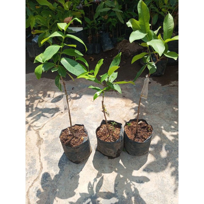 

jambu Air 1 paket