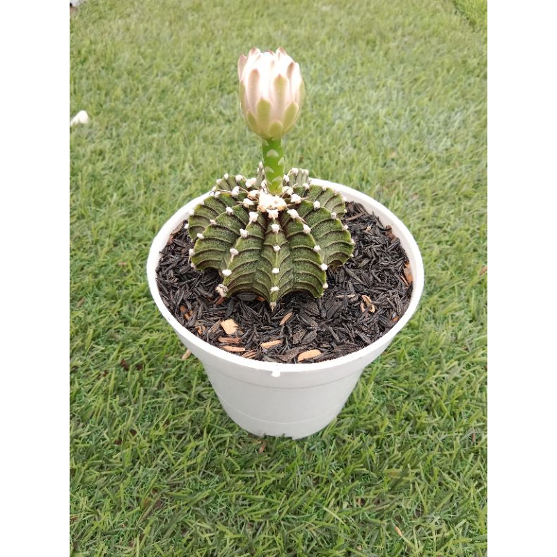 Kaktus gymno Lb ownroot