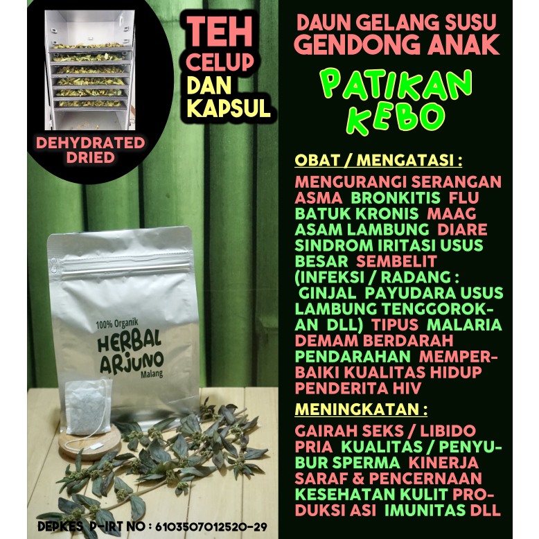

Dehydrated Dried Teh & Kapsul Daun Patikan Kebo Gelang Susu Obat Asma Maag Asam Lambung (Gairah Libido Kesuburan Pria) Infeksi Peradangan Tipus Demam Berdarah Dll Herbal Alami