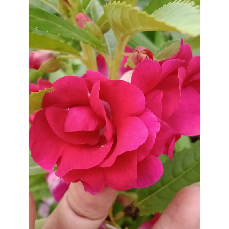 Impatient balsmina red / pacar air merah tumpuk ( biji)