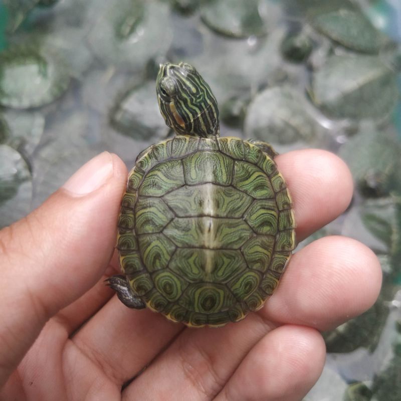 Terbaik Hiasan Aquarium AsliKuraKura Brazil Hijau RES Mini