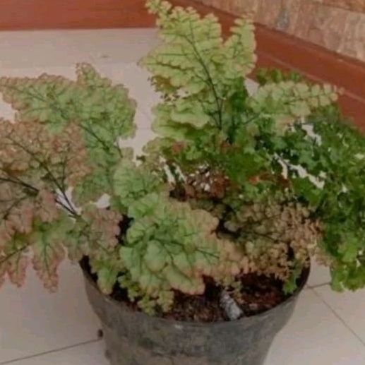 suplir merak size hemat