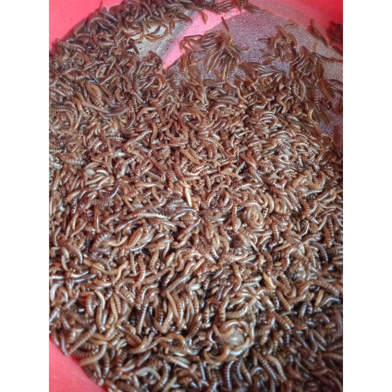 Uler Kandang / Uler Balap / Ulat Kandang / Ulat Balap