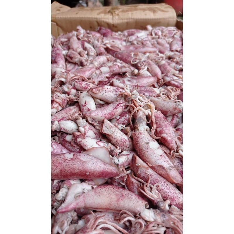 

IKAN ASIN CUMI SOTONG IKAN ASIN CUMI JARUM FRESH 1/4KG (250 GRAM)