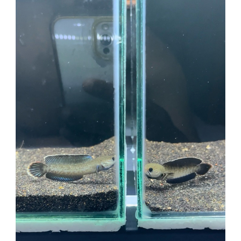 Andrao Channa Kualitas Bahan Gondrong Size 7-8 CM(Singel Tank)