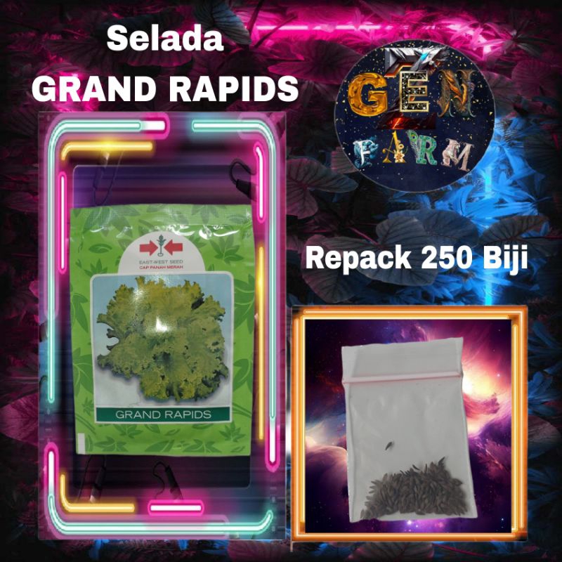 Benih Selada Grand Rapids Panah Merah Bibit Selada Grand Rapids Repack 250 Biji Benih Selada Kriting