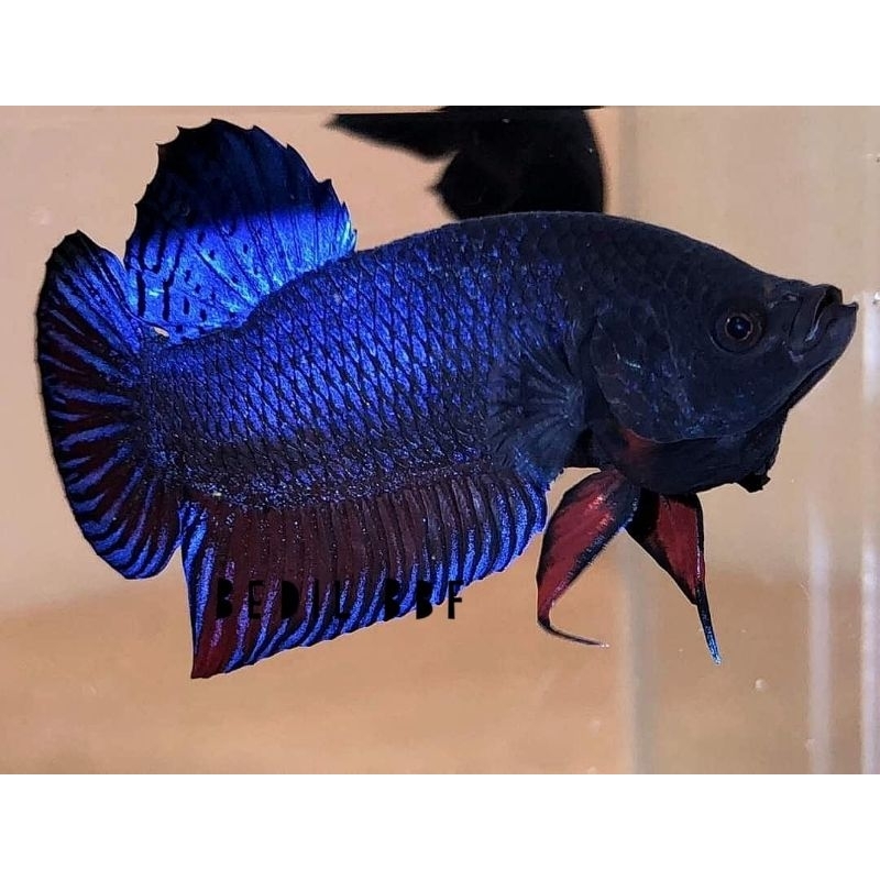 Cupang Adu MDS (Medan Super) Super Fighter