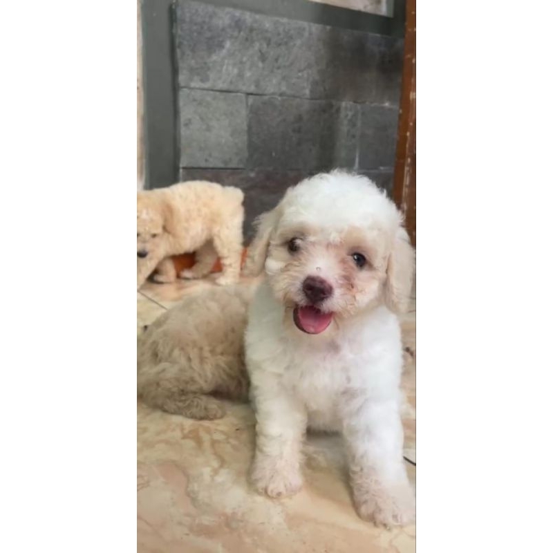 

DP white poodle female stambum vaksin microchip