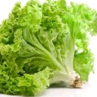 

Sayur selada Organik