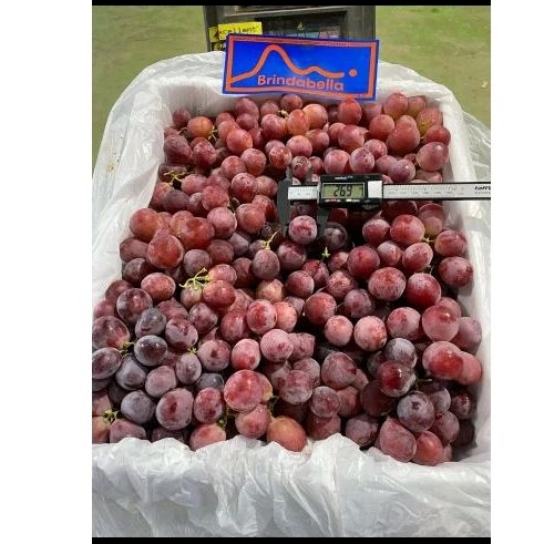 

Anggur Red Globe Australia