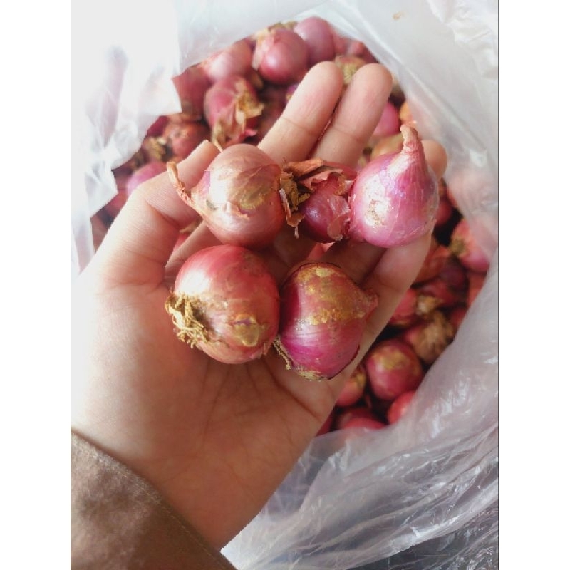 

Bawang merah batu