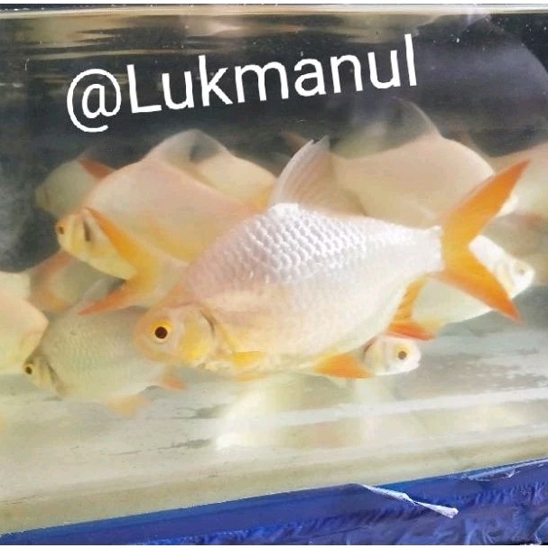 Ikan kaviat size besar
