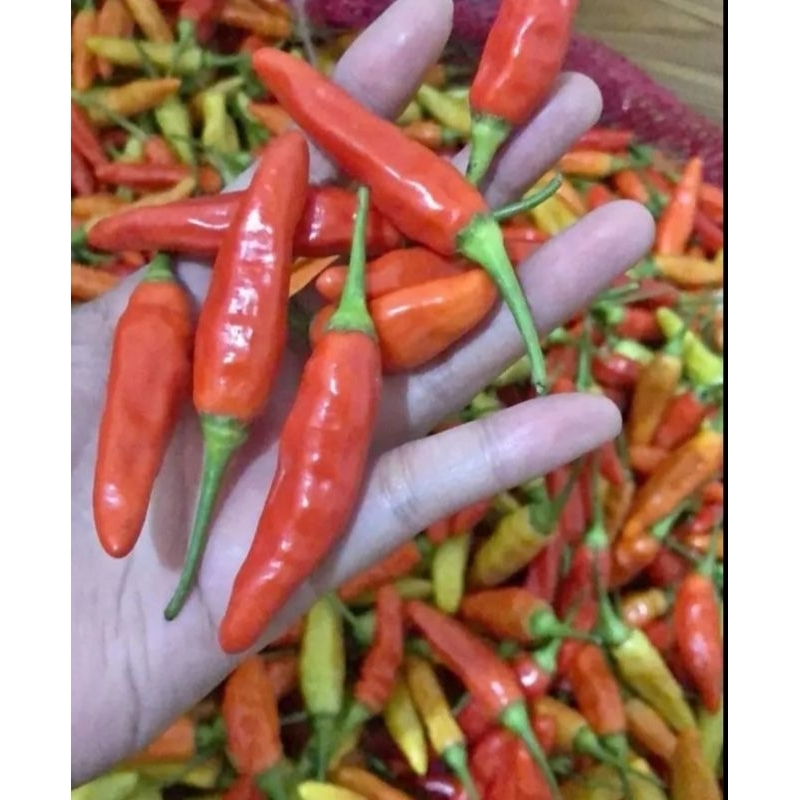 

Cabe / Cabe rawit super / Cabe 1 kg