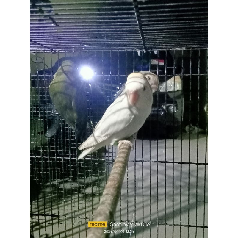 [Instan] Burung Lovebird NK albino MH