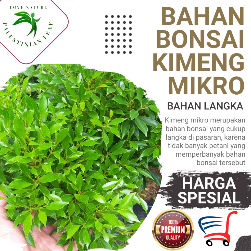 Bibit Bahan Bonsai Kimeng Mikro Kweci Sudah Hidup Rimbun Terlaris
