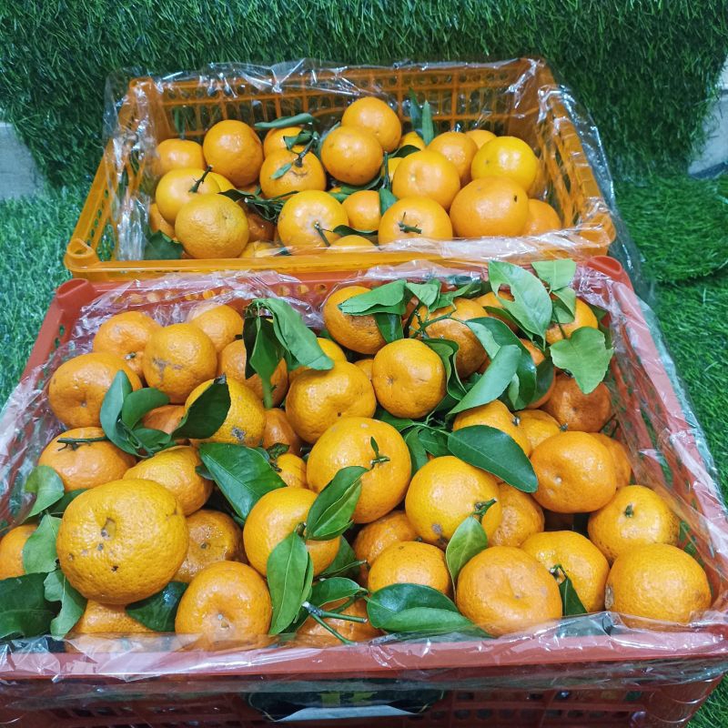 

Jeruk Santang Daun